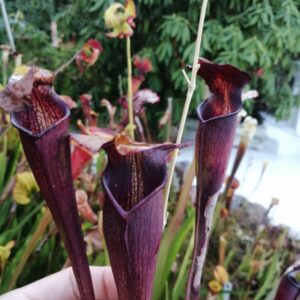 Sarracenia alata var. atrorubra (CK SAL1) (AT01)