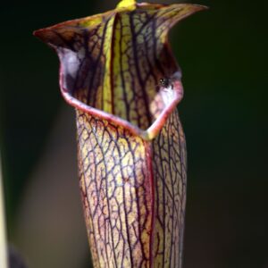 Sarracenia alata var. atrorubra (AT04)