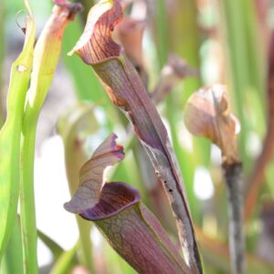 Sarracenia alata var. atrorubra (AT05)