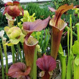 Sarracenia flava var. atropurpurea (FA01)