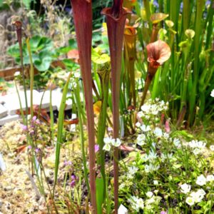 Sarracenia flava var. atropurpurea (FA02)