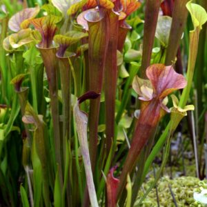 Sarracenia flava var. atropurpurea (FA04)