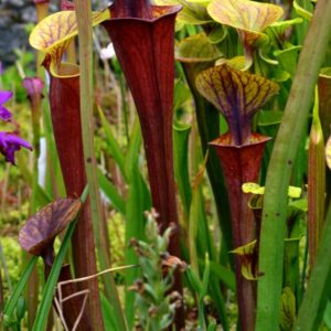 Sarracenia flava var. atropurpurea (O. Bres) (FA09)