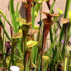 Sarracenia flava var. atropurpurea (Jardin Botanique de Lyon) (FA10)