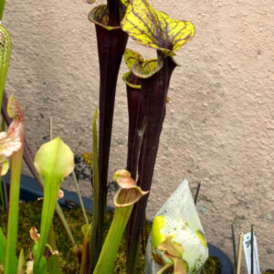 Sarracenia flava var. atropurpurea 'Don Schnell' (MK F124) (FA11)