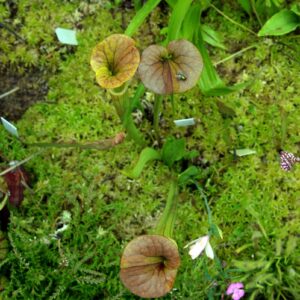 Sarracenia flava var. cuprea (FC01)