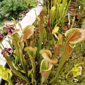 Sarracenia flava var. cuprea (FC04)