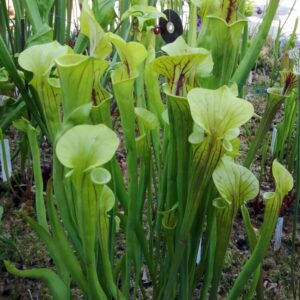 Sarracenia flava var. flava (FF02)