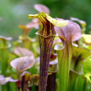 Sarracenia flava var. ornata (MK F42) (FO03)