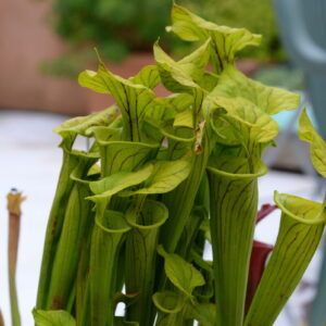 Sarracenia flava var. ornata (NdL SFO04) (FO06)