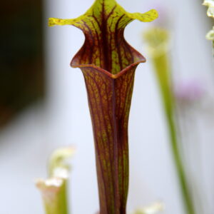 Sarracenia flava var. ornata (MK F99) (FO07)