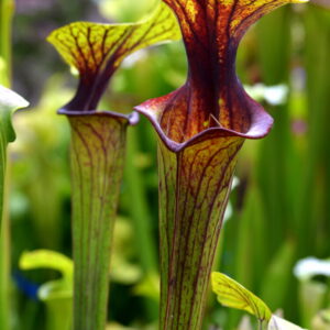 Sarracenia flava var. ornata (MK F88, CA SFO10) (FO04)