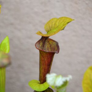Sarracenia flava var. ornata (FO19)