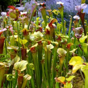 Sarracenia flava var. ornata (FO22)