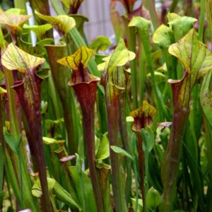Sarracenia flava var. rubricorpora (FR06)