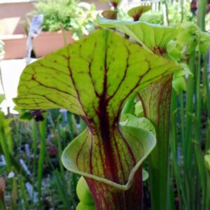 Sarracenia flava var. rubricorpora (FR10)