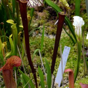 Sarracenia flava var. rubricorpora (FR13)