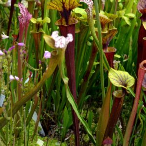 Sarracenia flava var. rubricorpora (FR14)