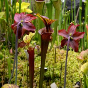 Sarracenia flava var. rubricorpora (FR16)
