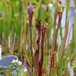 Sarracenia flava var. rubricorpora (FR18)