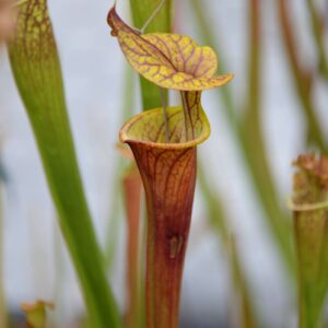 Sarracenia flava var. rubricorpora (FR21)