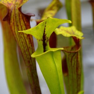 Sarracenia flava var. rugelii (MK F14b) (FU06)