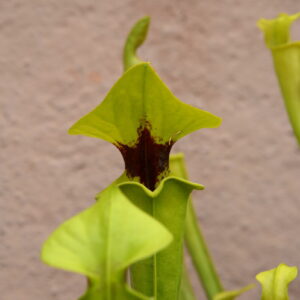 Sarracenia flava var. rugelii (MK F140d) (FU11)