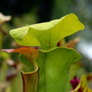 Sarracenia flava var. rugelii (OB) (FU13)