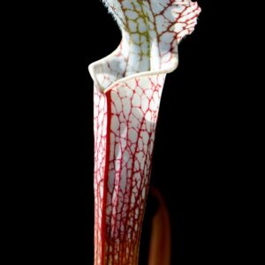 Sarracenia leucophylla var. alba (CK) (LA02)