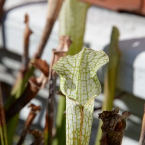 Sarracenia leucophylla var. alba (FB) (LA12)