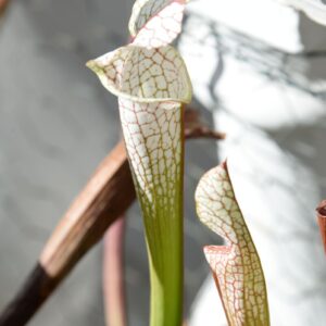 Sarracenia leucophylla var. alba (LA13)