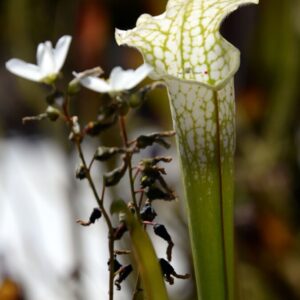 Sarracenia leucophylla var. alba (CK SLE3) (LA18)
