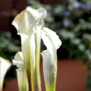 Sarracenia leucophylla var. alba (CK SLE3) (LA19)