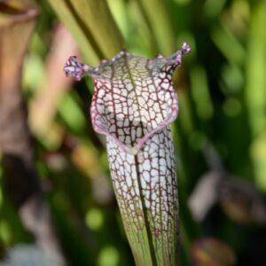 Sarracenia leucophylla var. leucophylla (MK L20a) (LL05)