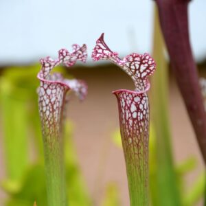 Sarracenia leucophylla var. leucophylla (CA SL28) (LL09)