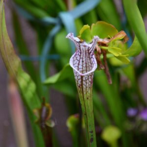 Sarracenia leucophylla var. leucophylla (CA SL37) (LL10)