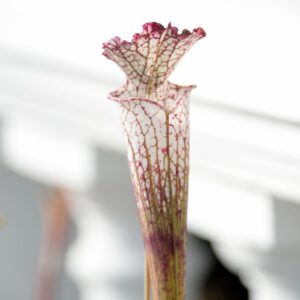 Sarracenia leucophylla var. leucophylla (MK L13) (LL13)
