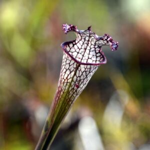 Sarracenia leucophylla var. leucophylla (GC) (LL18)
