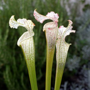 Sarracenia leucophylla var. leucophylla (Green and white giant OB) (LL21)