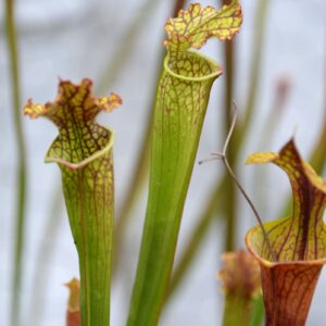 Sarracenia leucophylla var. leucophylla (Exotik) (LL22)