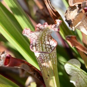 Sarracenia leucophylla var. leucophylla (Exotik) (LL23)