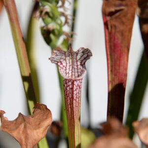 Sarracenia leucophylla var. leucophylla (CK SLE84) (LL27)