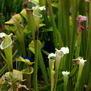 Sarracenia leucophylla var. leucophylla (AS L18) (LL29)