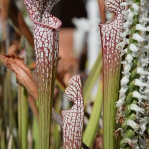 Sarracenia leucophylla var. leucophylla (MK L20b) (LL34)