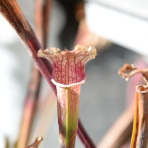 Sarracenia leucophylla var. leucophylla (LL37)