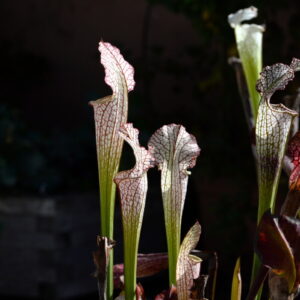 Sarracenia leucophylla var. leucophylla (Lemancarnivores) (LL42)
