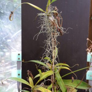 Nepenthes ceciliae
