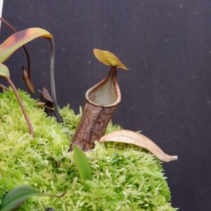 Nepenthes ramispina x N. ulukaliana