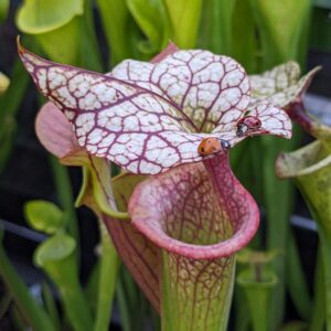 Sarracenia Adrian Slack