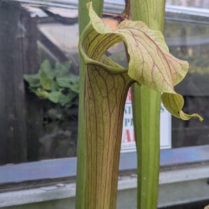 Sarracenia Reptilian Rose